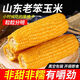 山東傳統(tǒng)老玉米新鮮笨玉米棒子代餐硬玉米非甜非糯非轉(zhuǎn)基因玉米 10根中大果 【249-296g】