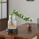 八芽六月雪盆栽水培綠植造型盆景辦公室內(nèi)桌面懶人好養(yǎng)活觀葉植物茶幾 六月雪-波浪瓶-密胺托盤 含盆