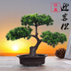 時(shí)鳥仿真迎客松假花塑料花盆栽擺件假松樹綠植盆景客廳玄關(guān)裝飾品擺設(shè) 松柏小樹