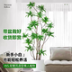 花財(cái)主天堂鳥盆栽辦公室大型綠植客廳盆栽家用吸甲醛凈化空氣綠植 金心百合竹1.5-1.7m【圓柱盆】