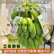 鮮美驚整串辦公室水培香蕉禁止蕉綠靜止芭蕉桌面綠植焦小米蕉可食用 0g 4-6斤泡沫箱