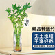 京云夢轉(zhuǎn)運(yùn)竹盆栽綠植居家水培四季花卉50厘米不含盆10根賀卡源頭直發(fā)