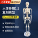 東祝今康人體骨骼模型骨架模型醫(yī)用人體結(jié)構(gòu)模型醫(yī)學(xué)解剖教學(xué)骷髏可拆卸 85cm立式骨骼帶椎間盤及神經(jīng) 【可拆卸設(shè)計(jì)，1:1復(fù)刻】