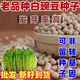 老品種白豌豆種子種豌豆苗種子有須品種大田菜園播種蔬菜簡(jiǎn)單易種 白豌豆種子【一斤】