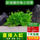 瘋狂水草（FKSC）魚缸水草真水草凈化底部水草坨草水榕皇冠草趴地矮珍珠直接入缸 趴地矮珍珠坨草