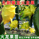 黃龍果樹黃皮白肉 麒麟果燕窩果樹苗黃皮火龍果樹苗盆栽果樹苗 優(yōu)質(zhì)黃皮燕窩火龍果（一棵） 30+50CM