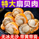 扇貝肉新鮮冷凍大號帶黃帶膏無(wú)冰衣冷凍特級北城紅貝 500g /袋 特大扇貝肉2斤