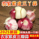 云南有機(jī)紫皮獨(dú)蒜干蒜頭農(nóng)家高原紅皮蒜干大蒜生態(tài)種植蔬菜調(diào)味菜 精選【特大果】三丫紫皮蒜≥4cm 【經(jīng)濟(jì)實(shí)惠】2斤帶箱