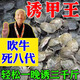 甲魚狂提釣甲魚專用誘食劑魚餌添加劑高濃度野釣正品王八釣魚餌料 買二贈一