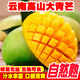 正宗云南大青芒應季新鮮芒果青皮現(xiàn)摘水果整箱當季熱帶貴妃金煌芒 8.5斤 中果【300克+】