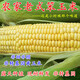 輝渠香【順豐】農(nóng)家當(dāng)季老品種甜玉米新鮮現(xiàn)摘爆漿帶皮嫩苞谷水果黃玉米 凈重2.8斤（≥200g/個(gè)）