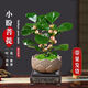 貴秘書(shū)小盼菩提樹(shù)菩提盆栽帶果禪意室內(nèi)綠植客廳辦公室桌面招財(cái)擺件植物 精品菩提帶果+蓮花盆+苔蘚+方底座+帶果發(fā)貨 帶盆栽好【帶10-15個(gè)果】