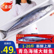 漁哥戲魚鲅魚銷量5萬+條 青島大鲅魚送禮禮盒鲅魚整條海魚馬鮫魚冷凍鮮活 10斤裝/1條