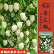 壽禾 蘋(píng)果苦瓜種子苗白涼瓜不苦脆甜菜種籽 濰豐壽苦蘋(píng)果苦瓜種子6粒