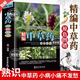 【官方正版】精編中草藥原色圖譜+本草綱目原色圖譜+藥典中草藥野外識別彩色高清速查圖鑒百科1500種中藥材大圖譜700圖書(shū)籍精編中國藥典中藥原色圖譜中國藥材圖鑒 中醫學(xué)書(shū)籍中藥材大全 【精裝新版】中草藥