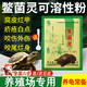 鱉菌靈龜鱉靈憋菌靈烏龜藥非藥南石龜鱷龜治腐皮外傷爛甲白點(diǎn)疥瘡 10ml鱉菌靈（送量勺）