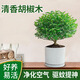 京云夢(mèng)清香木盆栽胡椒木防蚊蟲驅(qū)蚊草土培好養(yǎng)綠植室內(nèi)塑料盆源頭直發(fā)