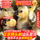 潮汕正宗獅頭鵝苗純種一斤特大種汕頭獅頭鵝活苗小獅頭鵝成年幼苗 3只（每只3兩左右） 原產(chǎn)地：汕頭發(fā)貨（假一賠十）