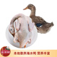 徐聞海水鴨 正宗農(nóng)家散養(yǎng)咸水鴨 生鮮食材冰凍鎖鮮 凈重4-5斤老鴨 冰鮮海水鴨（4斤+）