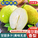 京地達新疆庫爾勒香梨子中秋送禮凈重5斤單果115g+新鮮水果源頭直發(fā)包郵