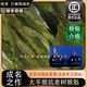 唯茶嚴選太平正宗猴魁茶葉2025新茶雨前特級手工捏尖猴坑魁尖禮盒 絲路雙罐裝禮盒