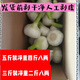 腌制糖醋蒜專用2025新蒜正宗山東臨沂正宗白皮鮮蒜白皮大蒜頭嫩蒜 加箱子五斤二兩凈重四斤八兩 40以下小果