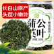 養(yǎng)益君蒲公英茶100g精選長白山蒲公英葉 婆婆丁茶搭中藥材泡水養(yǎng)生茶