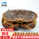 【活鮮】漁傳播 英國鮮活面包蟹1.3-1.4斤/只海鮮螃蟹蟹類(lèi) 保鮮不?；钪星镌搭^直發(fā)包郵