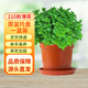雙盟精選薄荷綠植盆栽辦公室內(nèi)桌面好養(yǎng)驅(qū)蚊提神原盆托盤款源頭直發(fā)