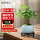 植男植女發(fā)財樹(shù)植物室內禪意招財樹(shù)盆景辦公室桌面綠植源頭直發(fā)