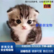 貓咪活體田園貓貓咪真貓幼貓貓咪幼貓貓小奶貓寵物貓小老虎貓 田園級 精品貍白貓 公母備注