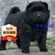 黑犬田園犬黑狗中華活體犬護衛犬幼犬土狗 混血級 公母備注 混血(45日齡-12月齡)