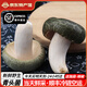 云南新鮮野生青頭菌 野生菌未開傘骨朵 綠頭菇精選級現(xiàn)貨順豐空運 500g野生青頭菌【優(yōu)選-未開傘】