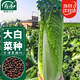壽禾 青麻葉大白菜種子苗長(cháng)筒形秋季蔬菜種籽 天津青麻葉種子10g*2袋