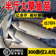 大草魚(yú)苗脆皖魚(yú)苗花鰱白鰱魚(yú)螺絲青魚(yú)鯽魚(yú)苗活體食用魚(yú)苗淡水養殖 【草魚(yú)苗5-7cm50條】送10%防損