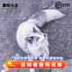 暮秋小主網(wǎng)紅家養(yǎng)狐貍活體幼崽雪狐白狐白化熊貓狐冰島狐寵物狐貍活物幼寵 暗夜藍狐