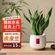 植男植女虎皮蘭盆栽綠植室內(nèi)好養(yǎng)凈化空氣虎尾蘭源頭直發(fā)