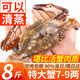 舟山梭子蟹 整只特大螃蟹鮮活冷凍海鮮水產(chǎn) 7-9兩/只【可清蒸】凈重8斤