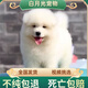 薩摩耶幼犬純種寵物狗狗活體微笑天使熊版大骨架雪橇犬薩摩耶 血統(tǒng)級 公