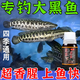 黑魚(yú)的專(zhuān)用餌料血蠶濃腥爆護蠶蛹魚(yú)餌活餌秘制小藥野釣黑坑神器 專(zhuān)釣大黑魚(yú)【1瓶裝】快速開(kāi)口