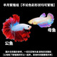 泰國斗魚婚紗仙女款半月純白超美母魚網紅寵物淡水小型熱帶觀賞魚 A級精品隨機一公一母-繁殖組+葉