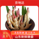 京地達山東紅芽嫩姜 凈重5斤 單果50g+新鮮蔬菜源頭直發(fā)包郵