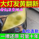 汽車(chē)大燈翻新修復液免打磨車(chē)燈外殼老化燈罩發(fā)黃祛黃增亮劑去黃劑 1瓶【150g】立馬有效