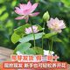 采緹（CAITI）水碗蓮一葉蓮 帶花苞睡蓮荷花大號小葉迷你水生家用睡蓮碗蓮花 【新品】現挖荷花苗3株 混色 不含盆