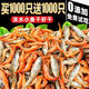 颯望龜糧通用飼料無鹽淡水小魚干蝦干巴西草龜甲魚小烏龜補鈣專用食糧 魚蝦組合 【約2000個】南極磷蝦1000只+小河