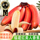 譯蒙之味正宗福建土樓紅美人香蕉新鮮孕婦水果紅皮香蕉小米蕉整箱 3斤紅美人香蕉【精選果】