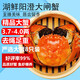 【活蟹】湖鮮陽(yáng)澄 大閘蟹 去繩足重 3.7-4.0兩 8只 鮮活六月黃現貨超大螃蟹生鮮禮盒裝