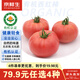 京鮮生&聽蔬 山東有機(jī)西紅柿1斤凈重 有機(jī)認(rèn)證無農(nóng)殘寶寶菜 源頭直發(fā)