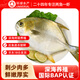 環(huán)球水產南海大規(guī)格金鯧魚550g1條 BAP認證 海魚 生鮮魚類 火鍋 海鮮水產