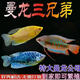 熱帶觀(guān)賞魚(yú)曼龍魚(yú)五彩招財麗麗魚(yú)珍珠馬甲好養耐活小型魚(yú)不用打氧 今天下單送魚(yú)食 6-8cm泰麗+藍曼+黃曼各3條發(fā)9條